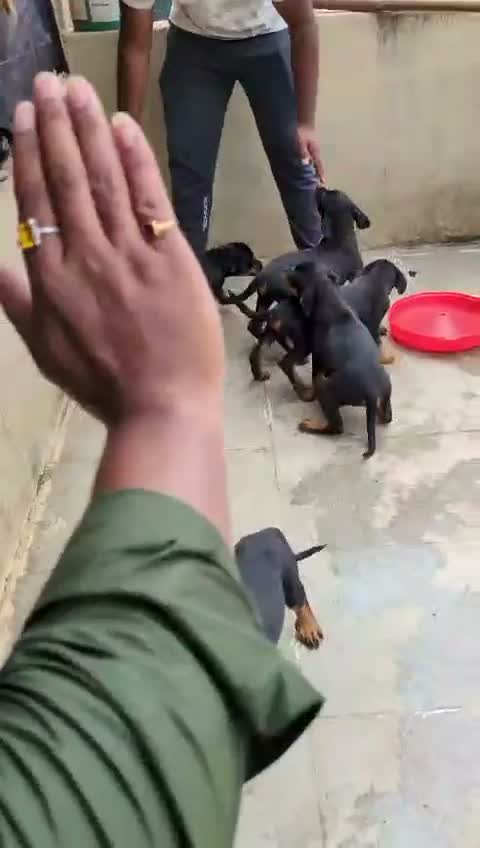 Rottweiler Puppy, farm video