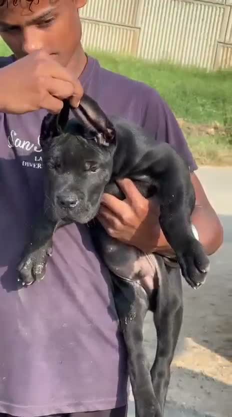 Cane Corso Puppy | Brindle, farm video