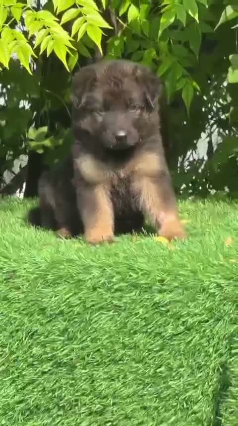 Dachshund Puppy | Brown, farm video