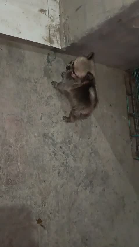 Pomeranian Puppy, farm video