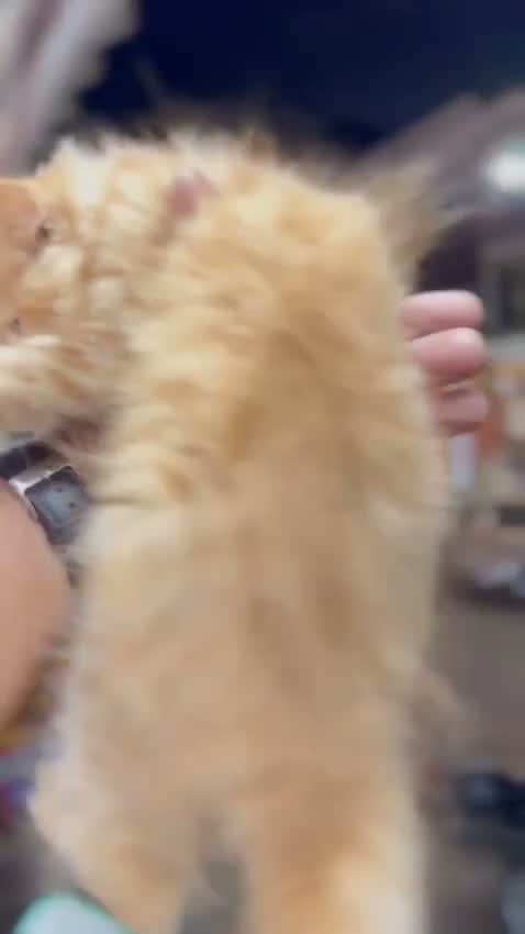 Persian, farm video