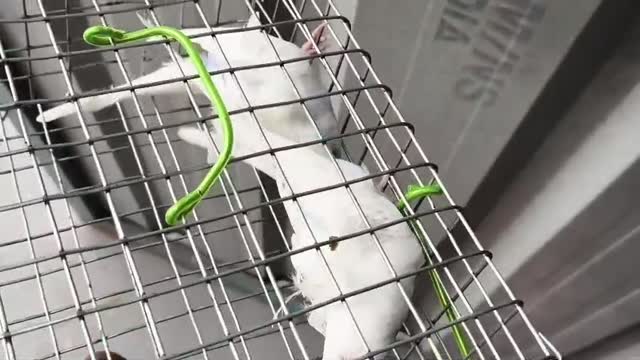 Homer Pigeon, farm video
