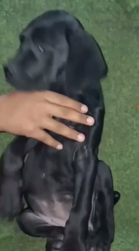 Cane Corso Puppy | Brindle, farm video