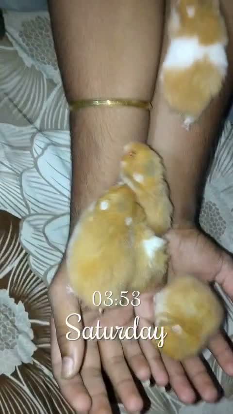 Dwarf Hamster Babies | Adults, farm video