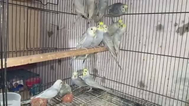 Budgies | Fallow, farm video