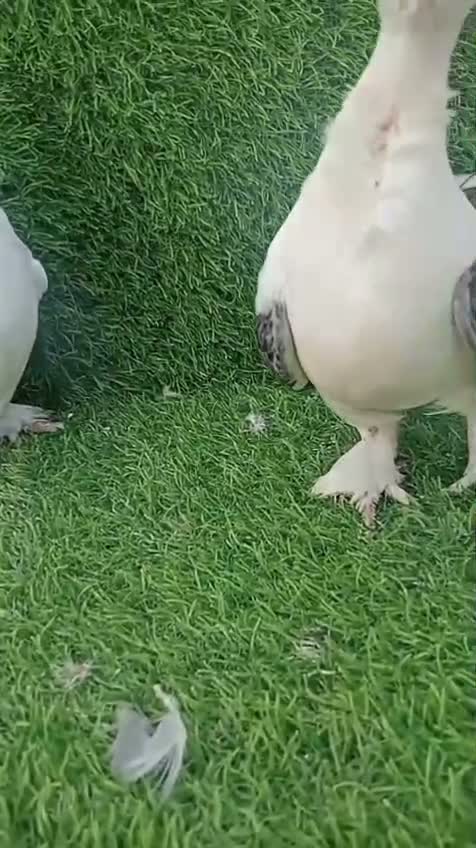 Homer Pigeon, farm video