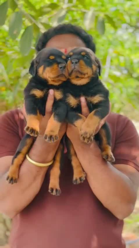 Rottweiler Puppy, farm video
