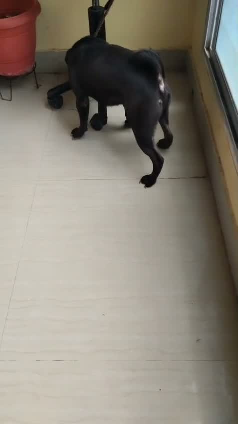 Pug Puppy, farm video