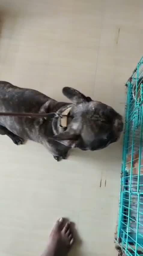 French Bulldog Puppy, farm video