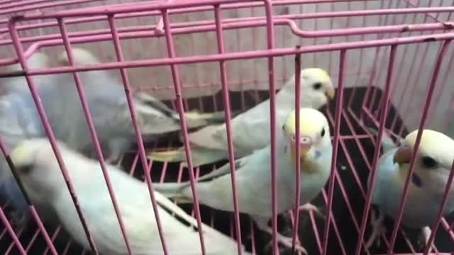 Budgies | Fallow, farm video