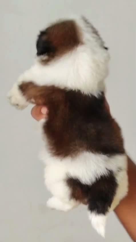 Shih Tzu | Black Color, farm video