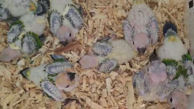 Sun Conure, farm video