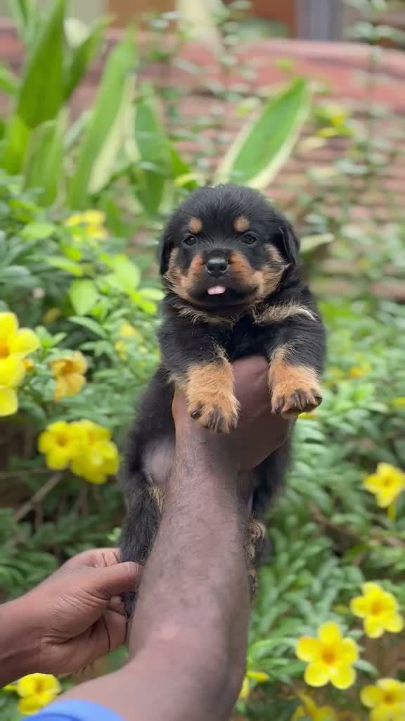 Rottweiler Puppy, farm video