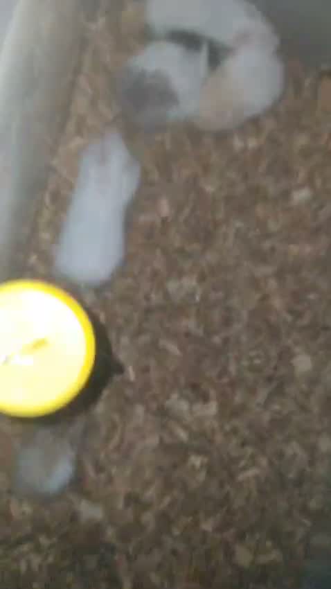 Dwarf Hamster Babies | Adults, farm video