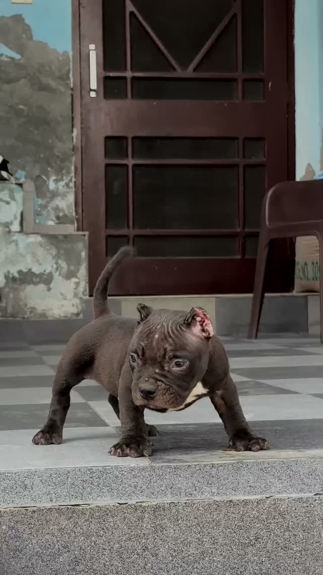 Bull Terrier Puppy, farm video