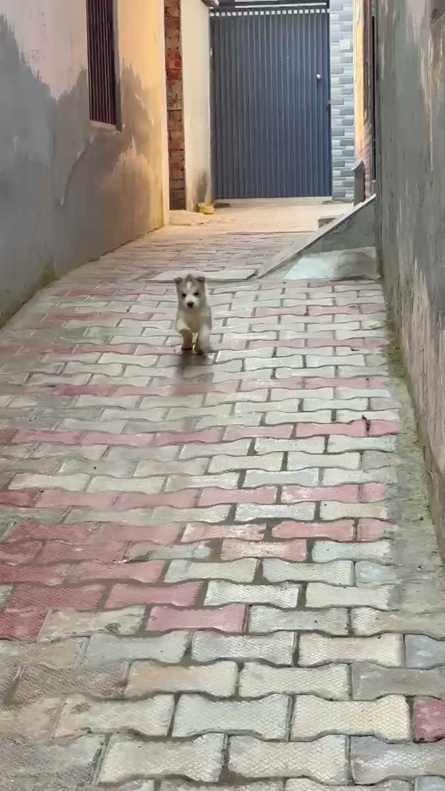Dachshund Puppy | Brown, farm video