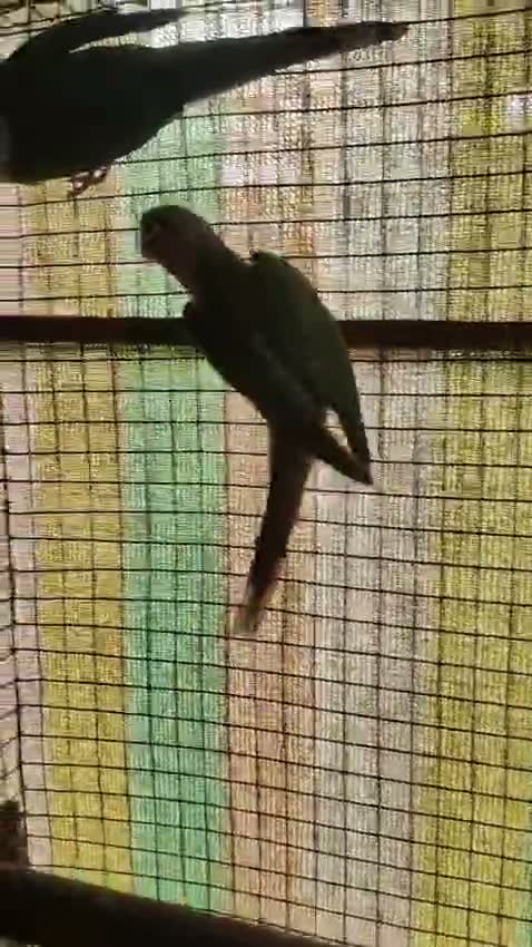 Pineapple Headed Conure, farm video