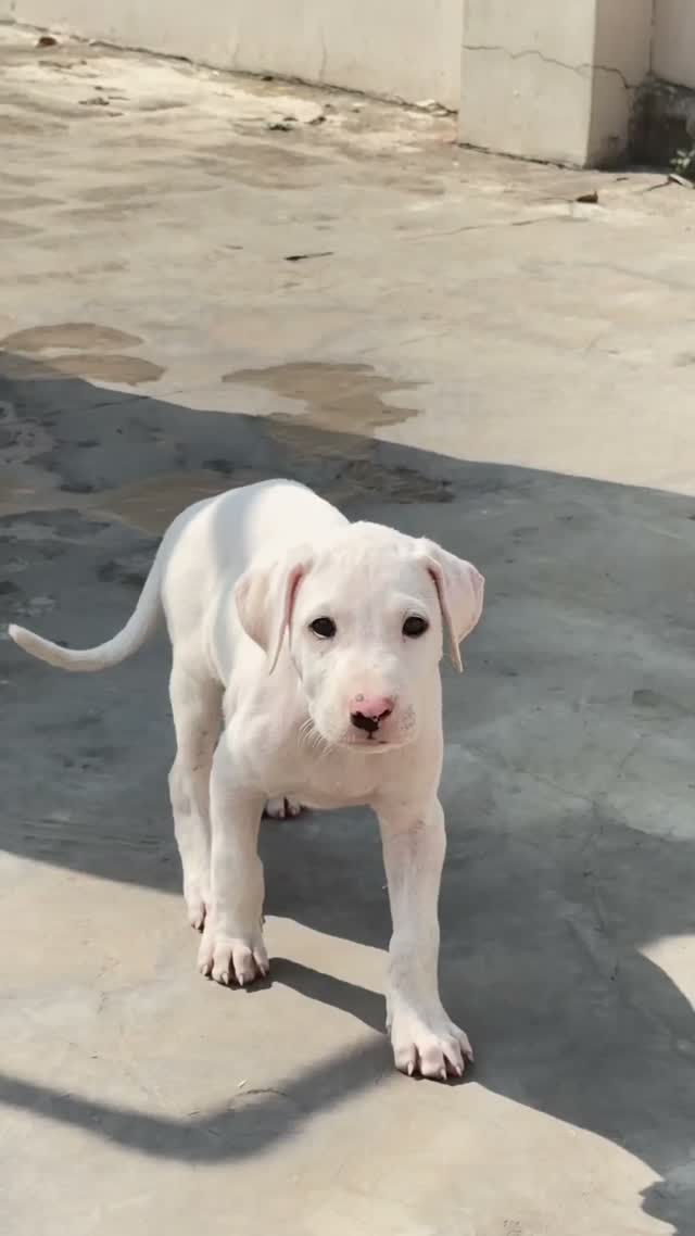 American Bully Pocket Size Puppy, farm video