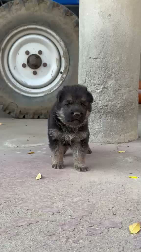 German Shepherd Puppy, farm video