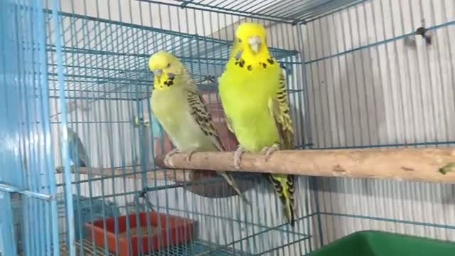 Budgies | Fallow, farm video