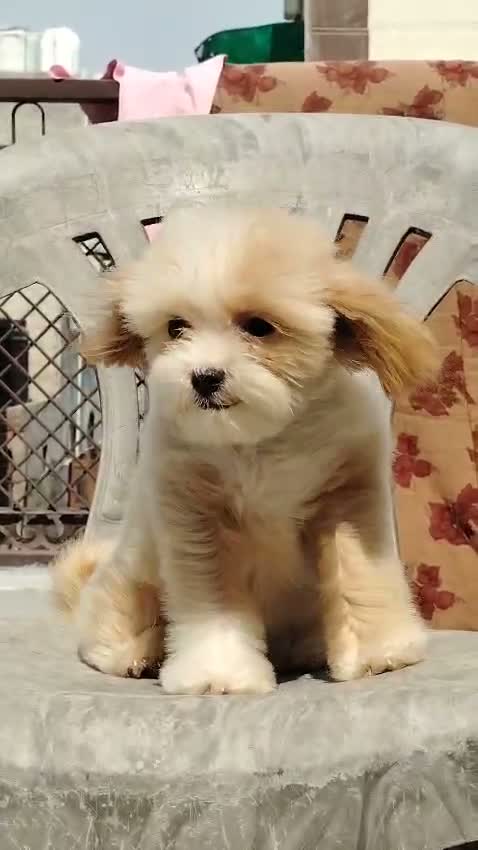 Maltipoo Puppy, farm video