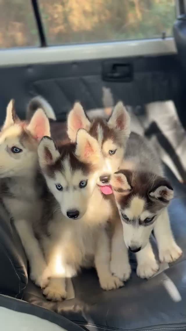 Siberian Husky Puppy | Black & White Color, farm video