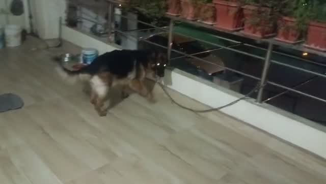 German Shepherd Puppy, farm video