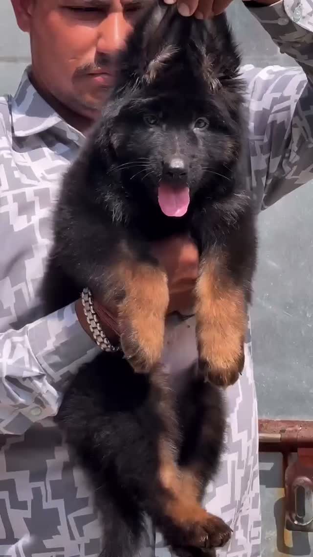 German Shepherd Puppy, farm video