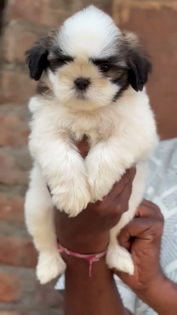 Shih Tzu | Black Color, farm video