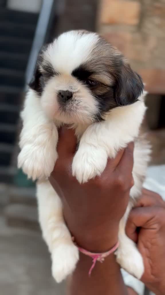 Shih Tzu | Black Color, farm video