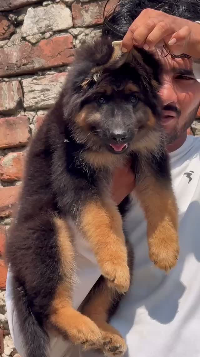 German Shepherd Puppy, farm video