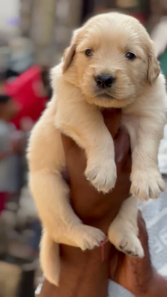 Golden Retriever, farm video