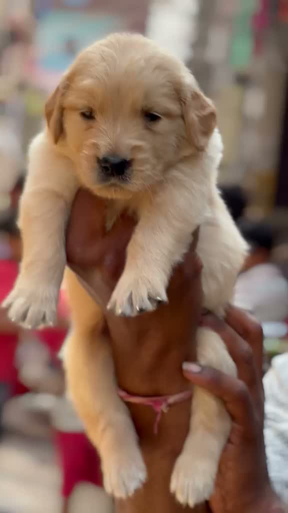 Golden Retriever, farm video