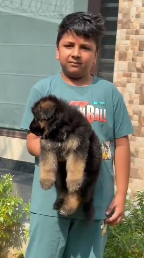 German Shepherd Puppy, farm video