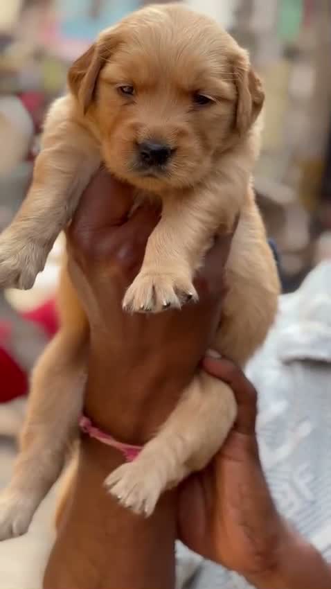 Golden Retriever, farm video