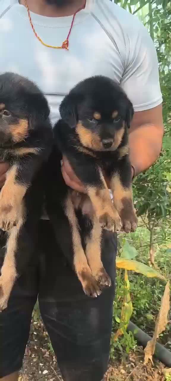 Rottweiler Puppy, farm video