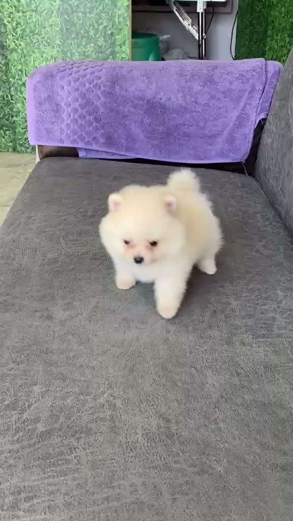 Pomeranian Puppy, farm video