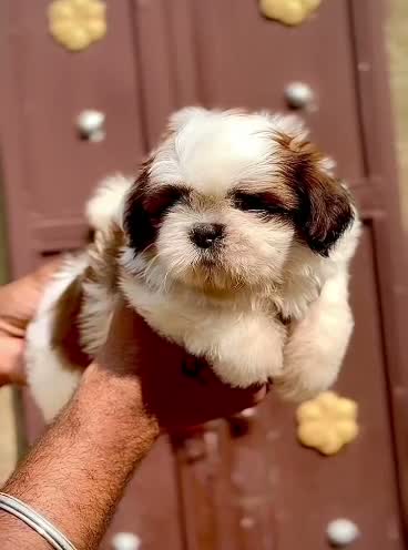 Shih Tzu | Black Color, farm video