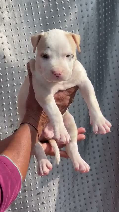 American Bully Pocket Size Puppy, farm video