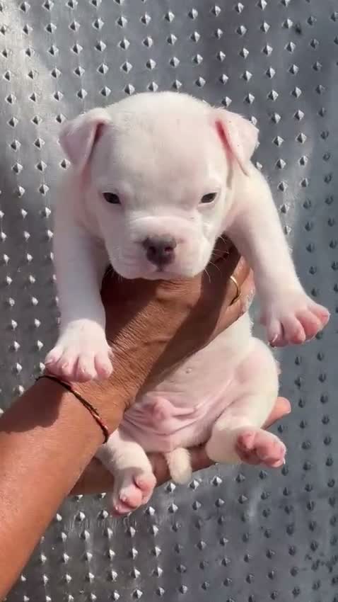 American Bully Pocket Size Puppy, farm video