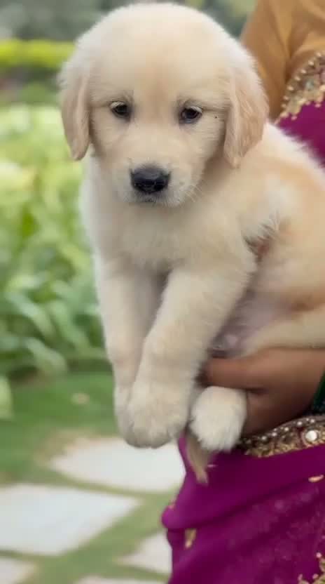 Golden Retriever, farm video