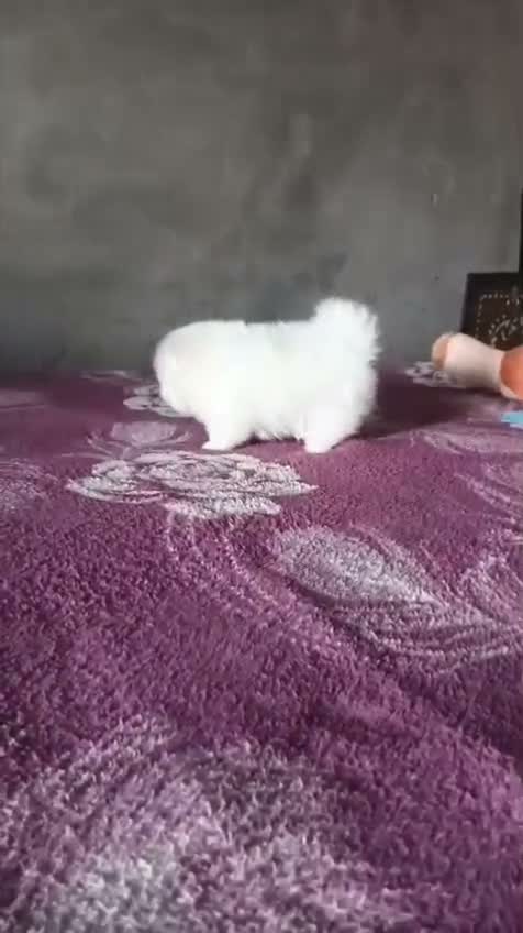 Pomeranian Puppy, farm video