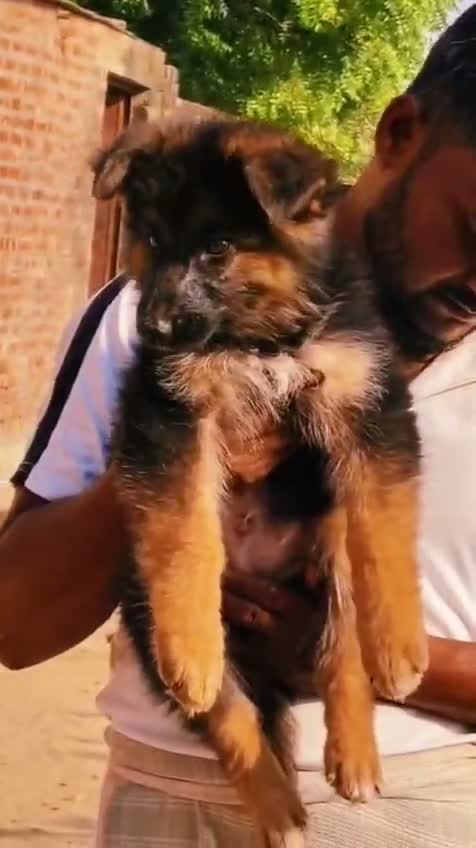 German Shepherd Puppy, farm video