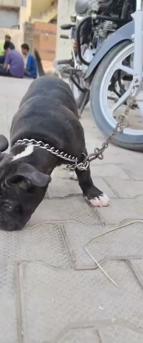 American Bully Pocket Size Puppy, farm video