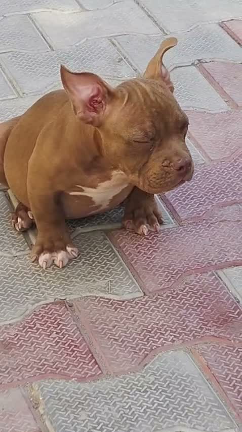 American Bully Pocket Size Puppy, farm video