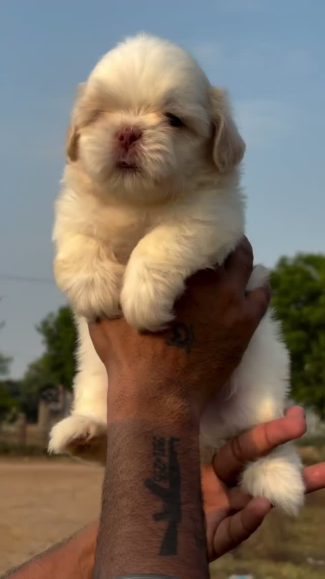 Shih Tzu | Black Color, farm video