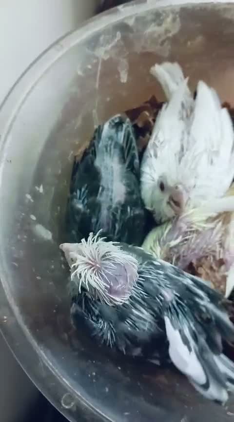 Cockatiel, farm video