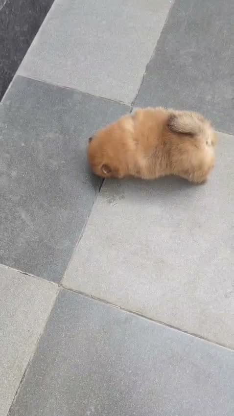 Pomeranian Puppy, farm video