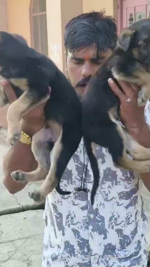 German Shepherd Puppy, farm video