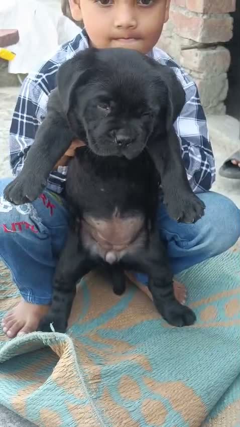 Dachshund Puppy | Brown & Tan, farm video
